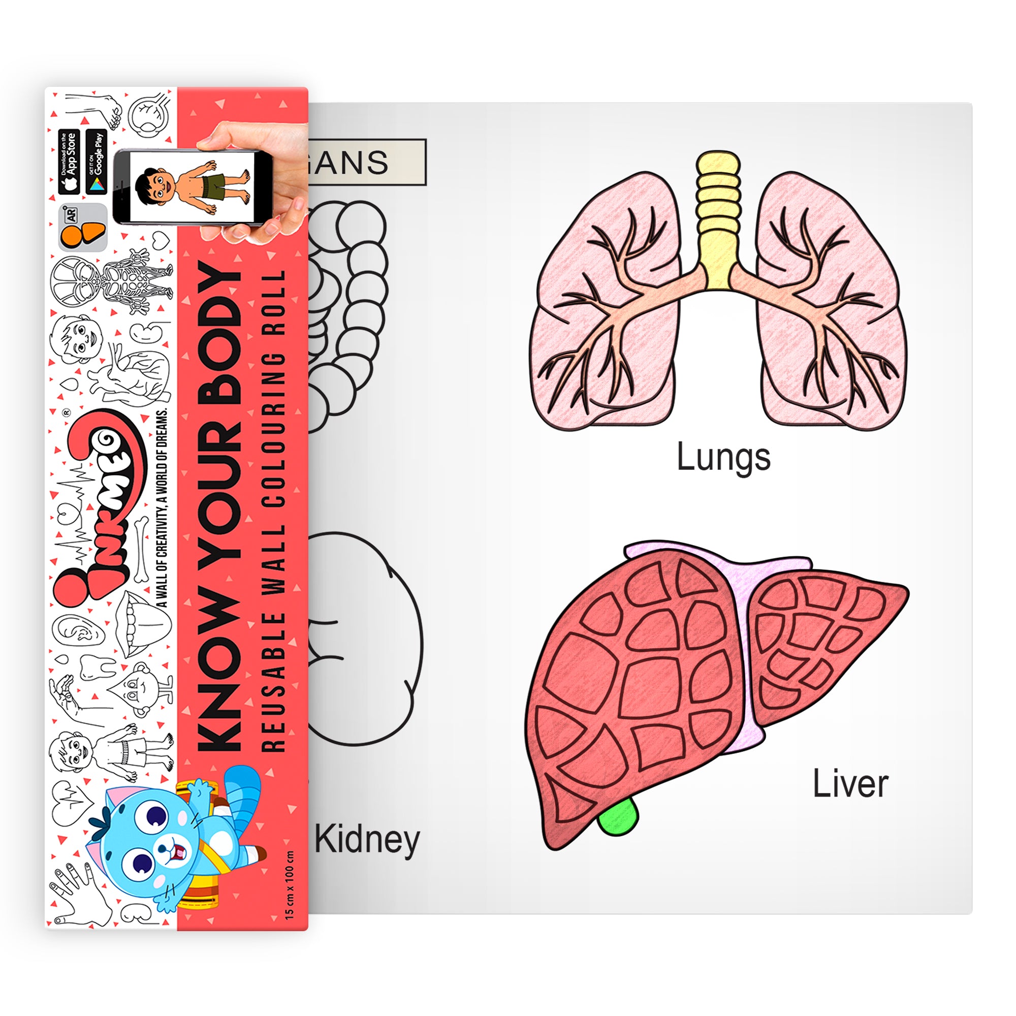 Know Your Body Colouring Roll