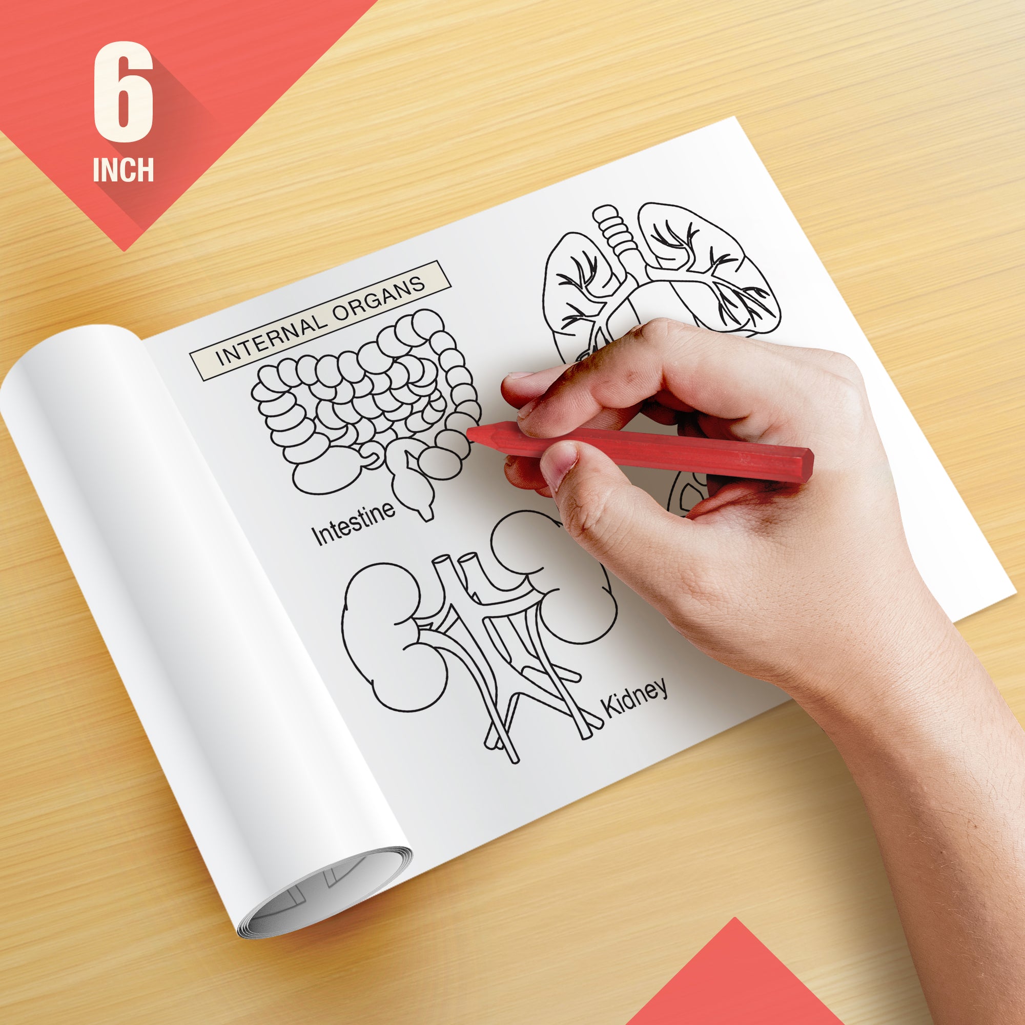 Know Your Body Colouring Roll