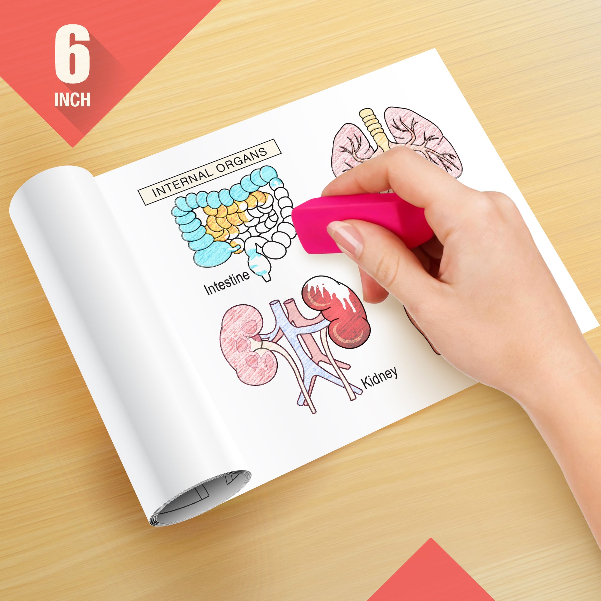 Know Your Body Colouring Roll